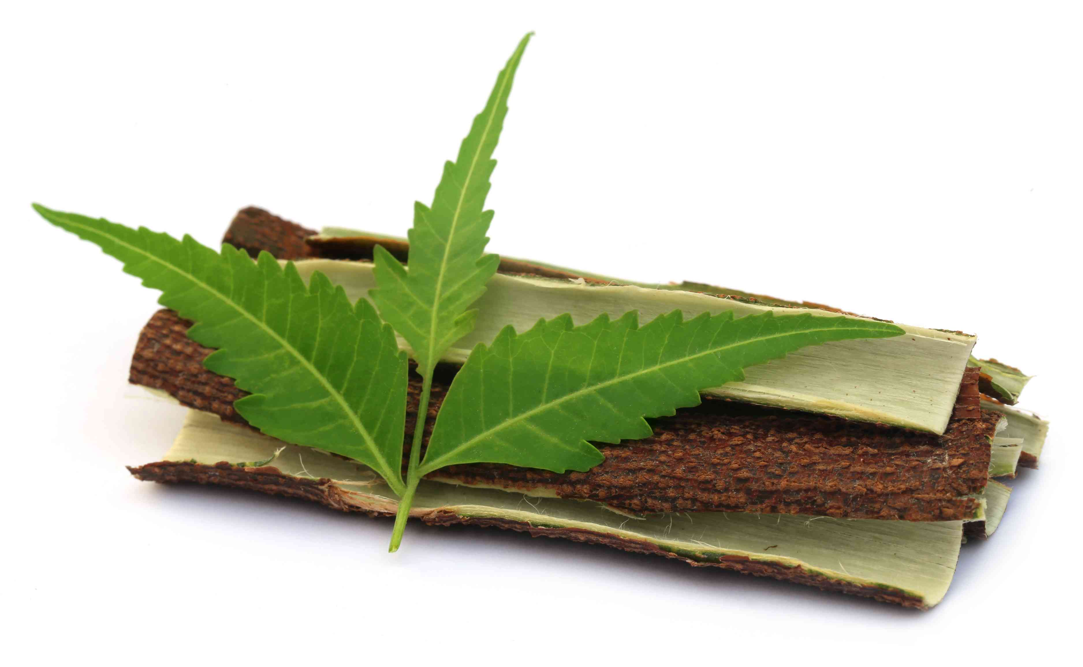 Neem Bark Wholesale Manufacturer & Supplier in India